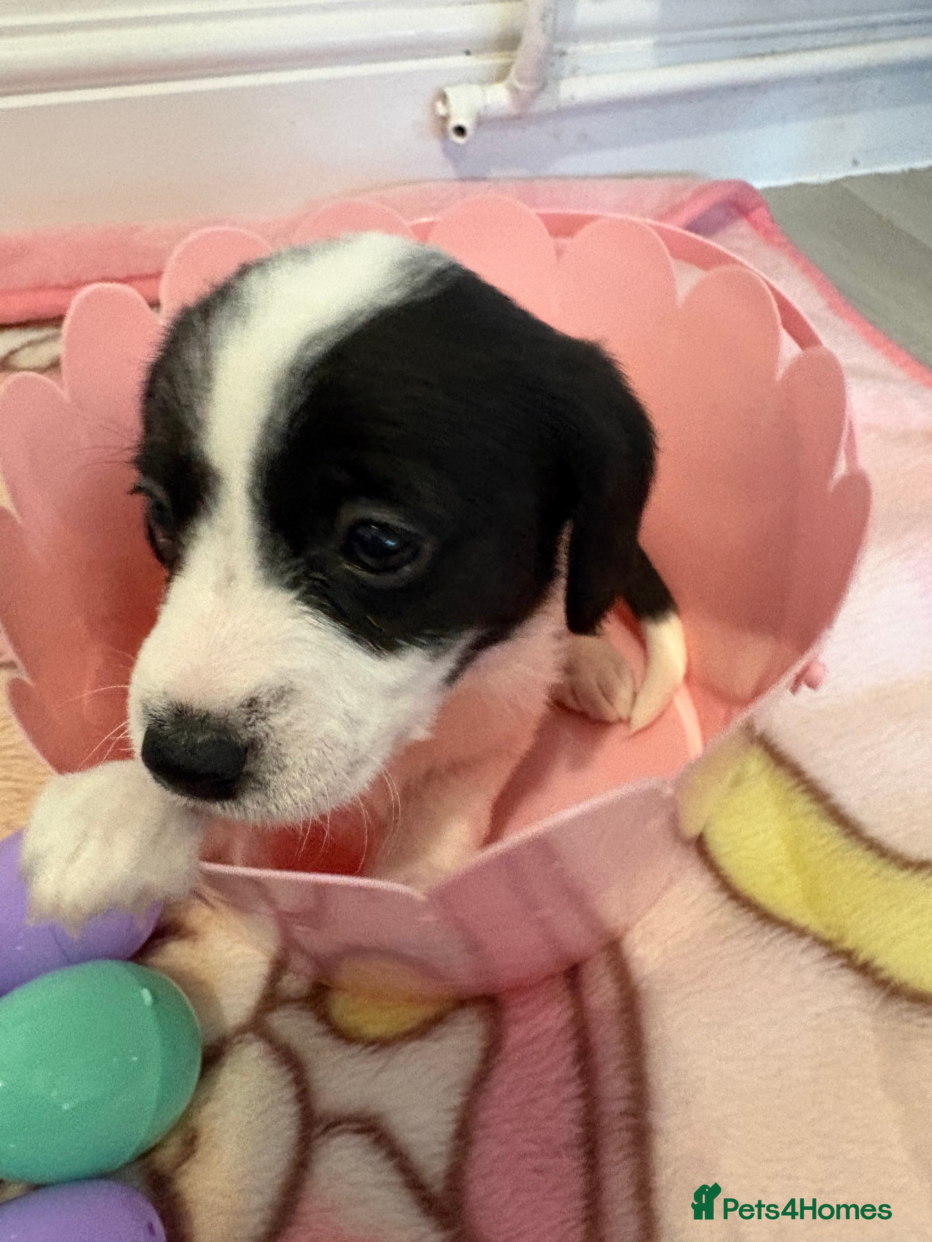 Jackapoo dogs Jackapoo puppies - Advert 5