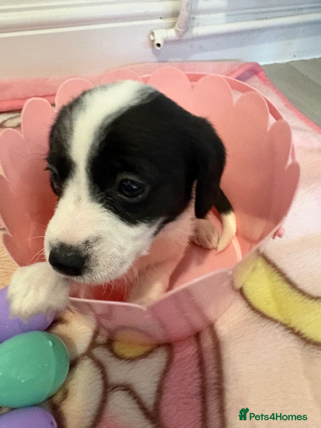 Jackapoo dogs for sale: Jackapoo puppies - Advert 1