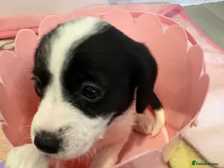 Jackapoo dogs Jackapoo puppies - Advert 5