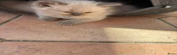 Ragdoll cats for sale: Rag doll boys fully health tested Gccf registered  in Lincoln - Advert 3