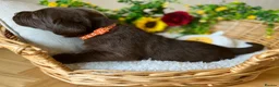 Labrador Retriever dogs for sale: STUNNING Chocolate Labrador Puppies  - Advert 13