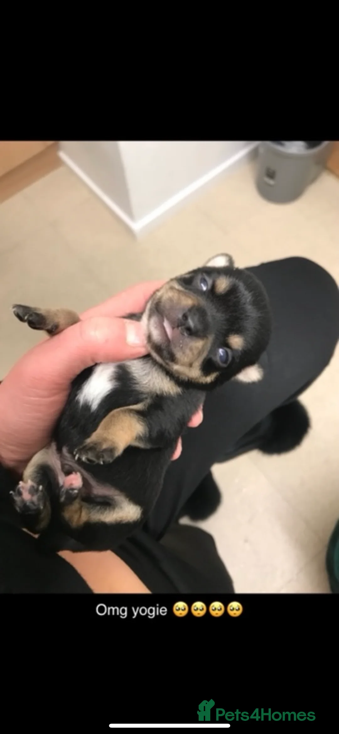 Chihuahua dogs for stud: Tri colour chi - Proven stud in Middlesbrough - Advert 11