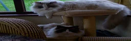 Ragdoll cats for sale: 2 Beautiful Ragdolls in need of rehoming - Advert 23