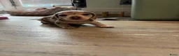 Miniature Dachshund dogs for sale: Miniature dachshund - Advert 3