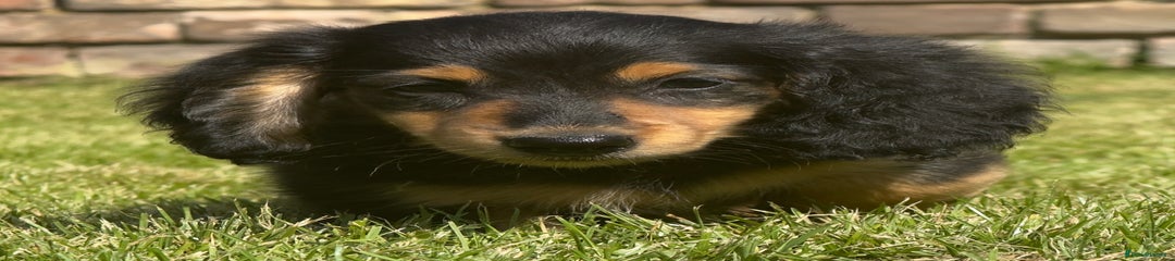 Black & tan boy - Ripp