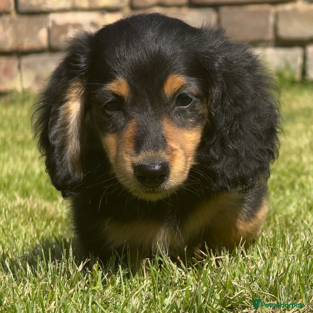 Miniature Dachshund dogs for sale: Omshantipuppies miniature dachshund puppies - Image 4