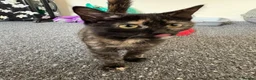 Domestic Shorthair cats for sale: 5month gorgeous tortie kitten  in Leeds - Advert 3