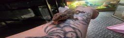 Gecko reptiles for sale: PinStripe Gargoyle Gecko - Advert 3