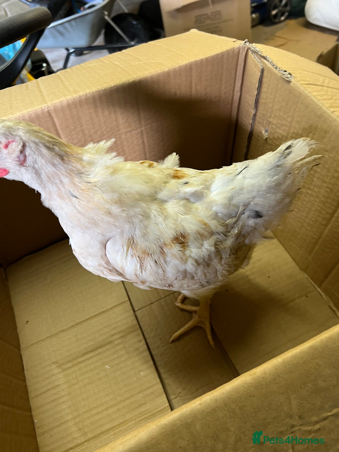 Chickens poultry for sale: White leghorns and Chicks - Advert 5