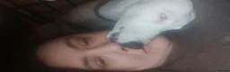 Lurcher dogs for sale: Absolutely stunning, deaf young lurcher in Barnsley - Advert 6