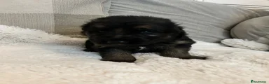 German Shepherd Puppy 6