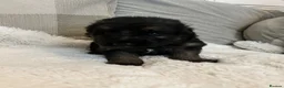 German Shepherd dogs for sale: Kc German Shepard long haired  - Advert 17