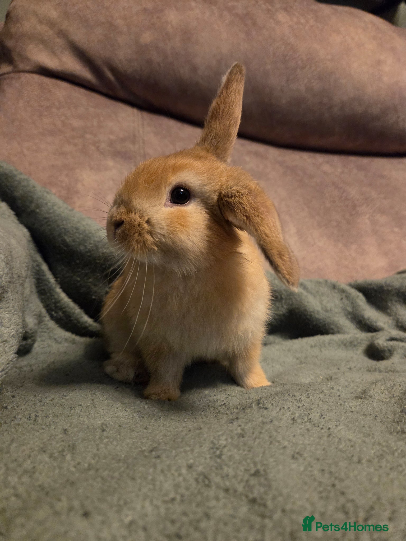 Mini Lop rabbits Mini lop rabbits ready now - Advert 2
