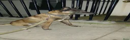 Mixed Breed dogs for sale: Once in a lifetime pups  - Advert 5