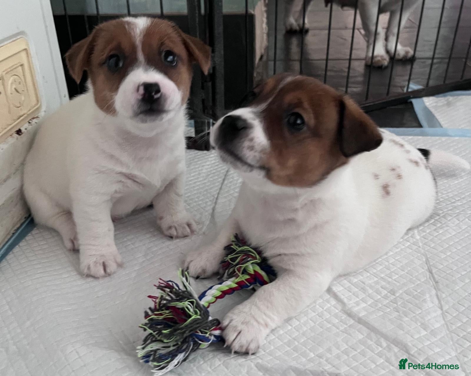 Jack Russell dogs for sale: 2 Jack Russell Male Puppies For Sale  - Advert 3
