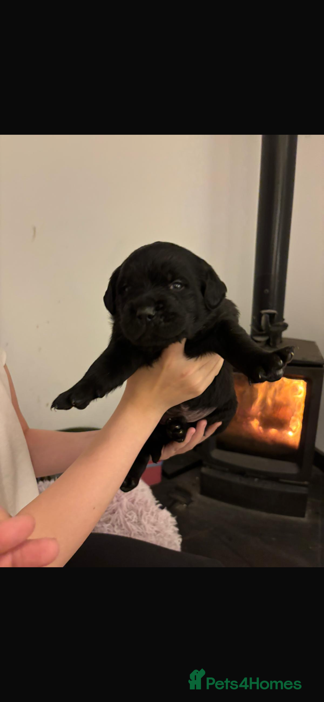 Mixed Breed dogs for sale: Rottie x golden retriever  - Advert 6