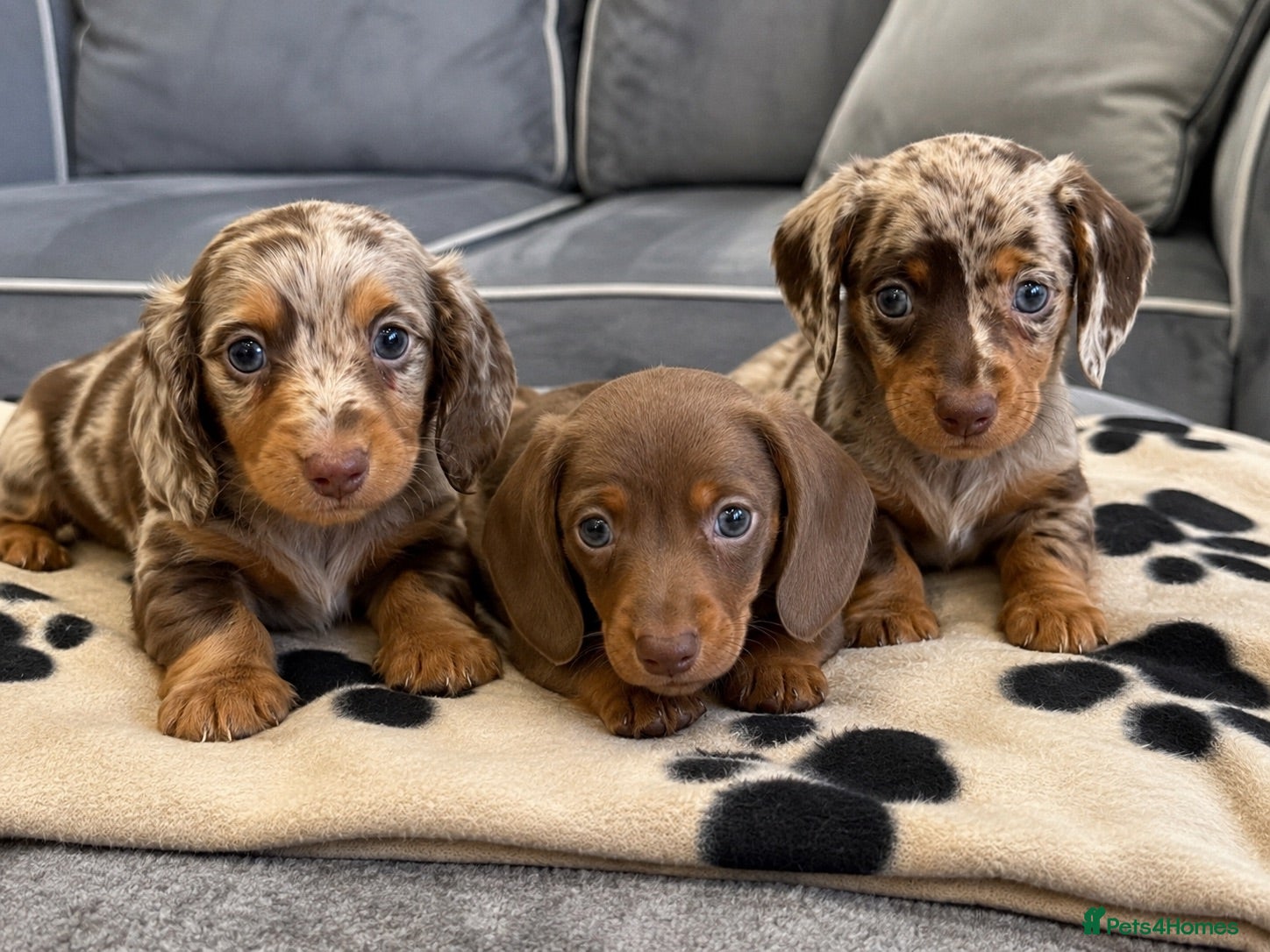 Miniature Dachshund dogs mini dachshunds ready to leave 🐾 - Advert 18
