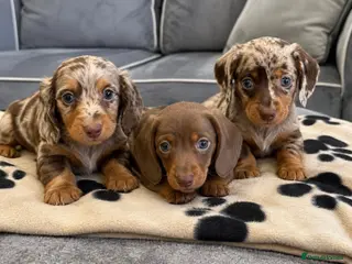 Miniature Dachshund dogs mini dachshunds ready to leave 🐾 - Advert 1