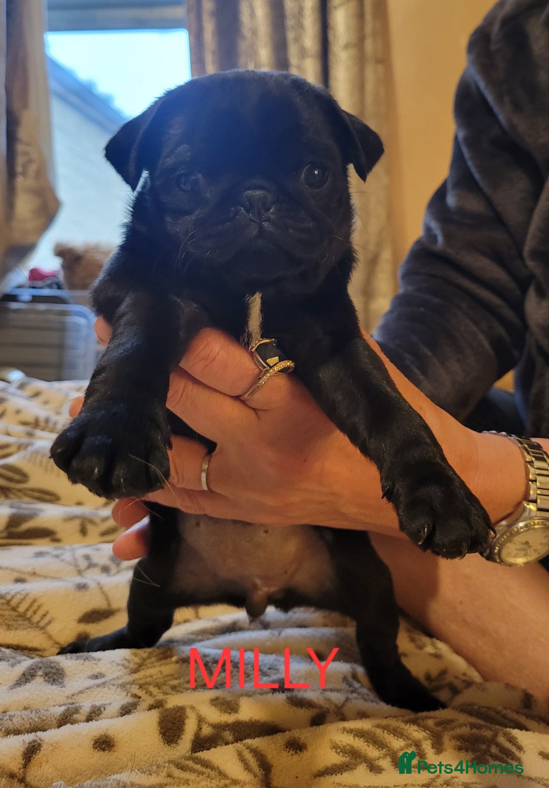 Pug dogs for sale: Gorgeous pug puppies for sale - Advert 1