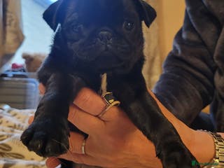 Pug dogs Gorgeous pug puppies for sale - Advert 9