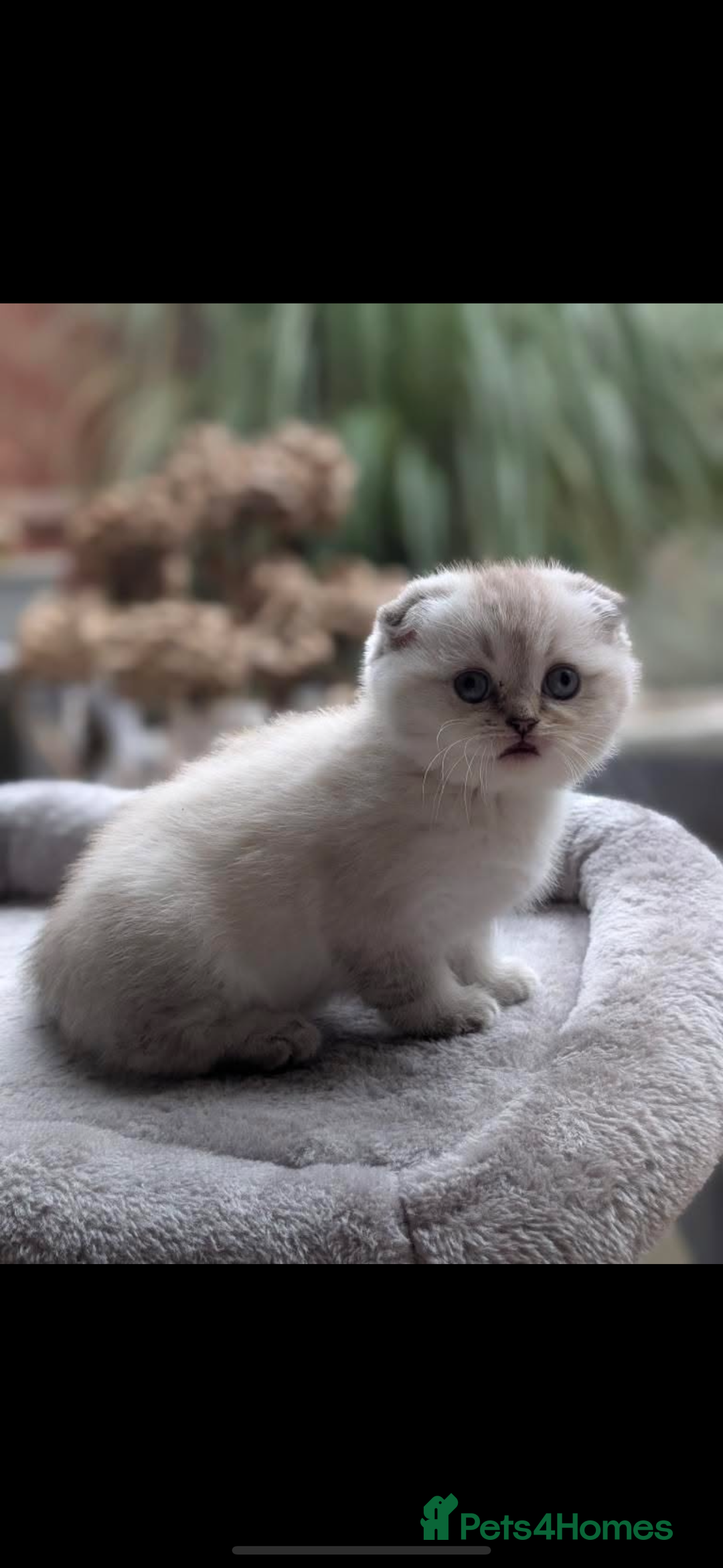 Scottish Fold cats for sale: Scottish fold / chinchilla  - Advert 8