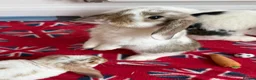 Mini Lop rabbits for sale: Super Cute Mini Lops ❤️ in Hailsham - Advert 15