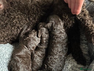 Miniature Poodle dogs Beautiful Girls!!! - Advert 1