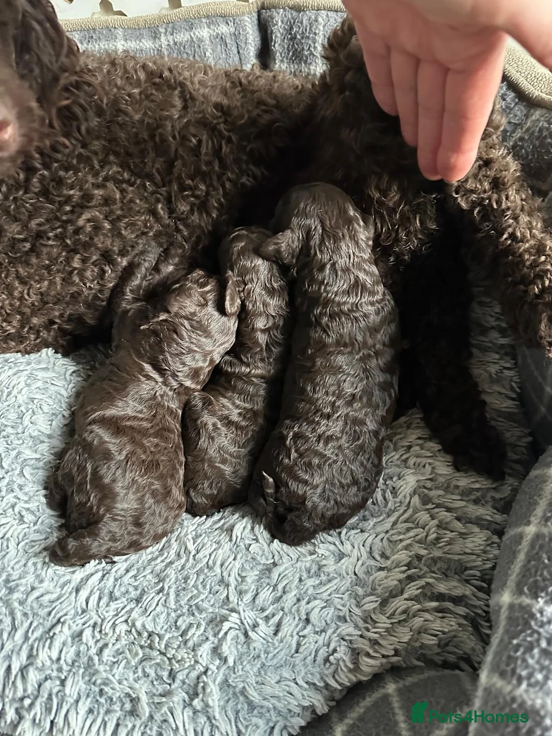 Miniature Poodle dogs for sale: Beautiful Girls!!! - Advert 3