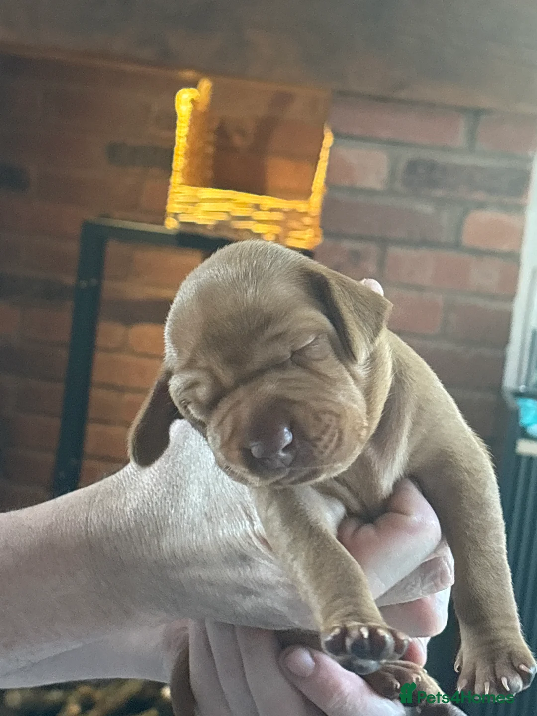 Hungarian Vizsla dogs for sale: Gorgeous kc registered vizsla puppies  in Birmingham - Advert 2