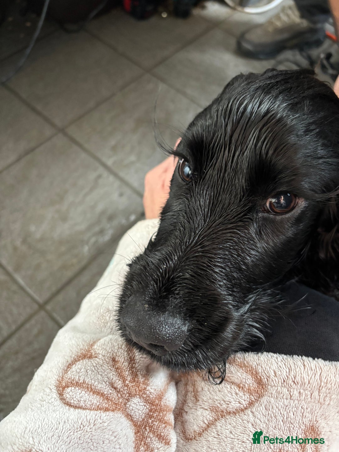 Cocker Spaniel dogs for sale: Show type cocker spaniel boy  - Advert 3