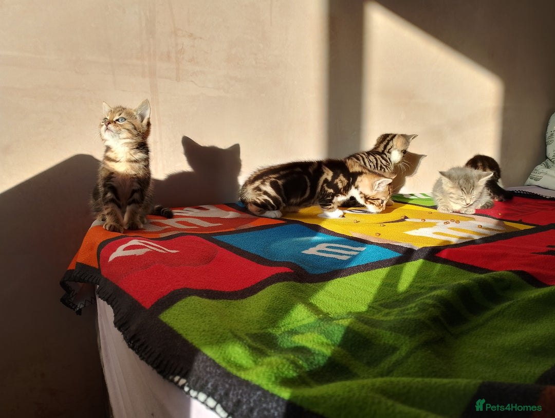 British Longhair cats for sale: Fluffy BLH Kittens Looking for Loving Homes - Advert 6