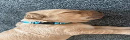 Golden Retriever dogs for sale: Beautiful Home-Reared Golden Retriever Puppies 💛 - Advert 6