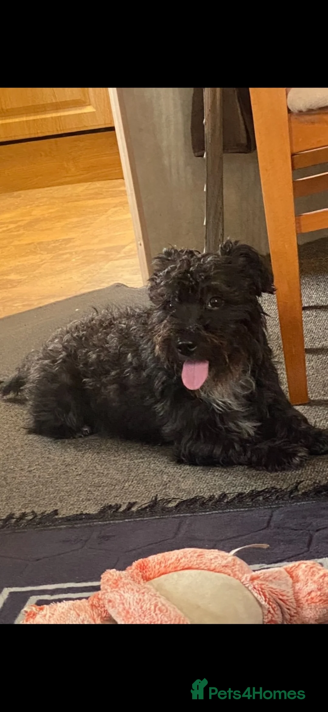 Mixed Breed dogs for sale: Buddy’s look for his forever home  - Advert 3