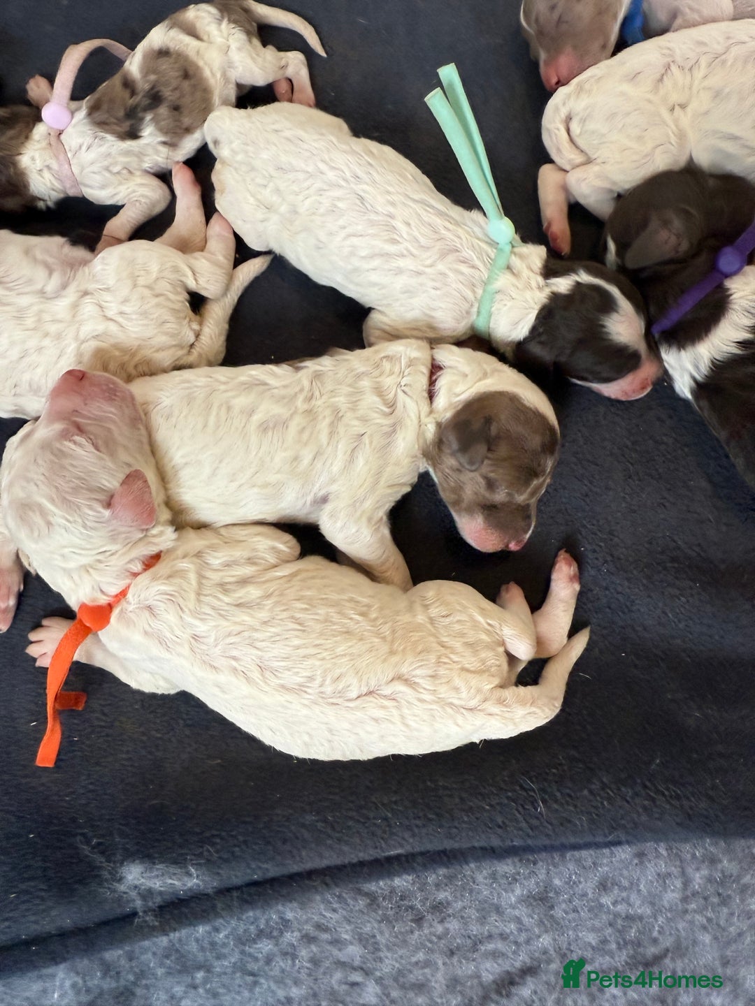 Labradoodle dogs for sale: Therapy breeder 5th gen miniature F1bbbb - Image 8