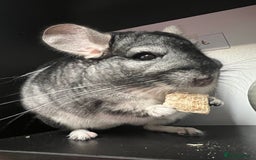 Chinchilla rodents for sale: Male Chinchilla  - Image 5