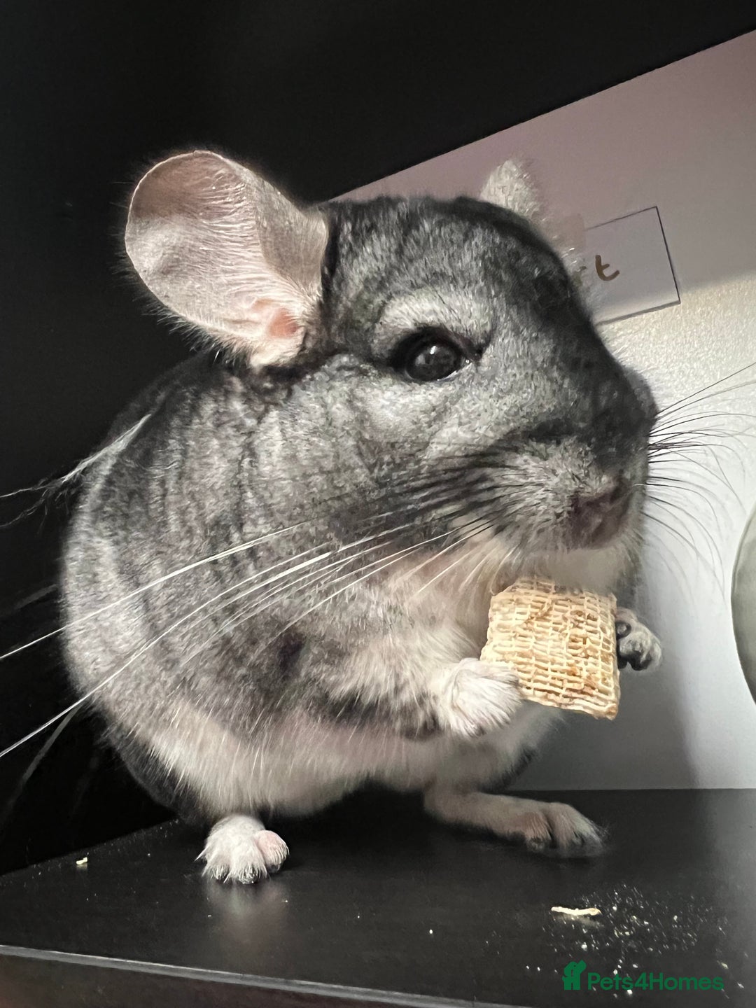 Chinchilla rodents for sale: Male Chinchilla  - Image 5