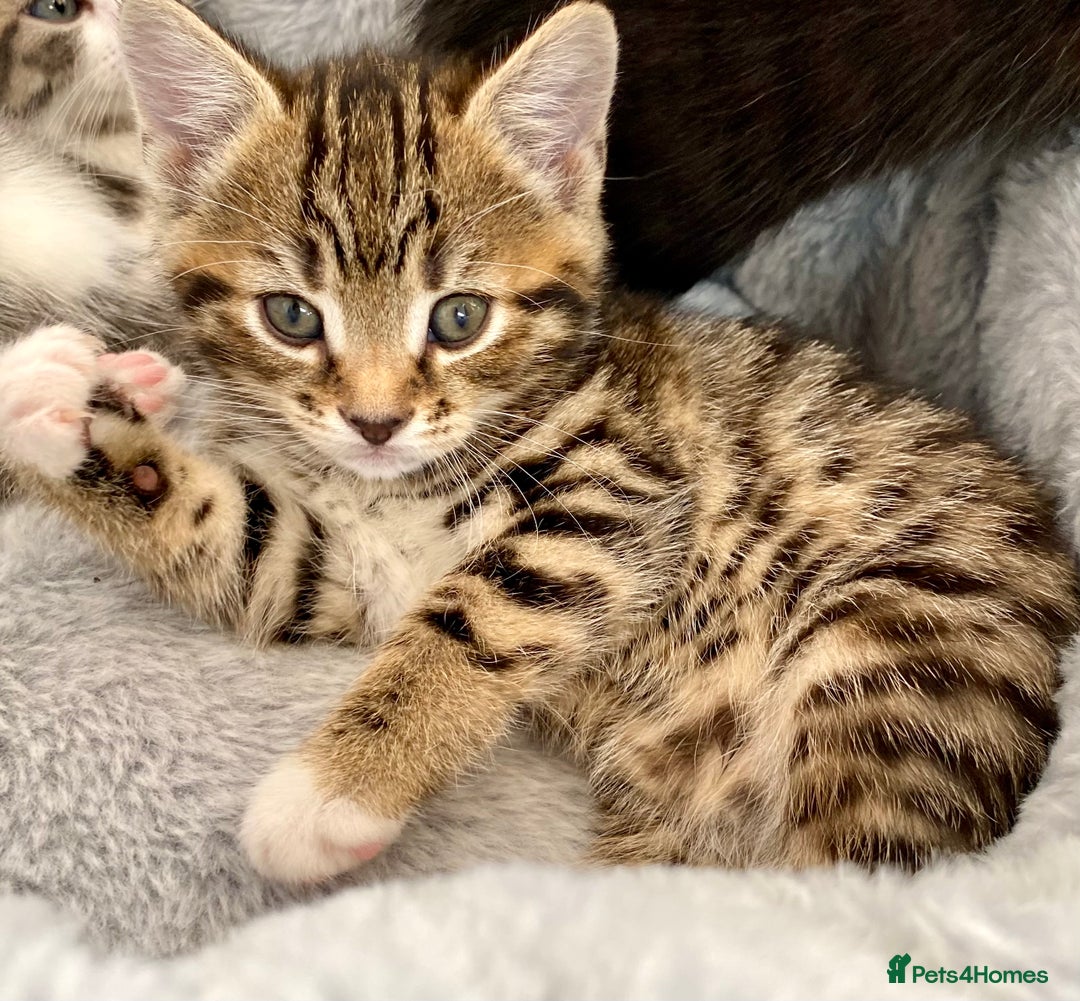 Mixed Breed cats for sale: Amazing, beautiful girl looking for home💕💕 - Image 8