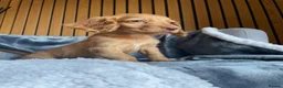 Cocker Spaniel dogs for sale: KC reg Working cockers - Outstanding pedigree - Advert 22