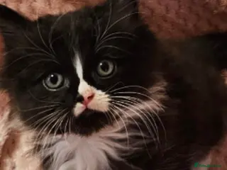 Mixed Breed cats Persian cross kittens x 5 - Advert 5