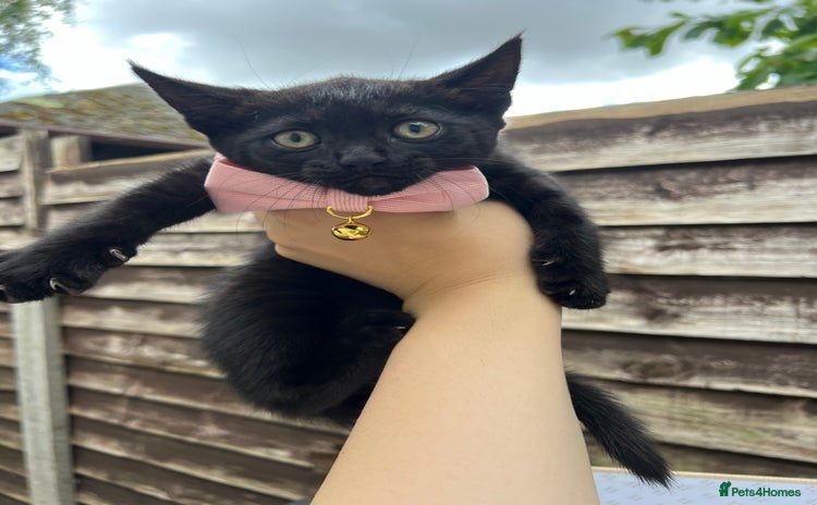 Domestic Shorthair cats - Advert 5