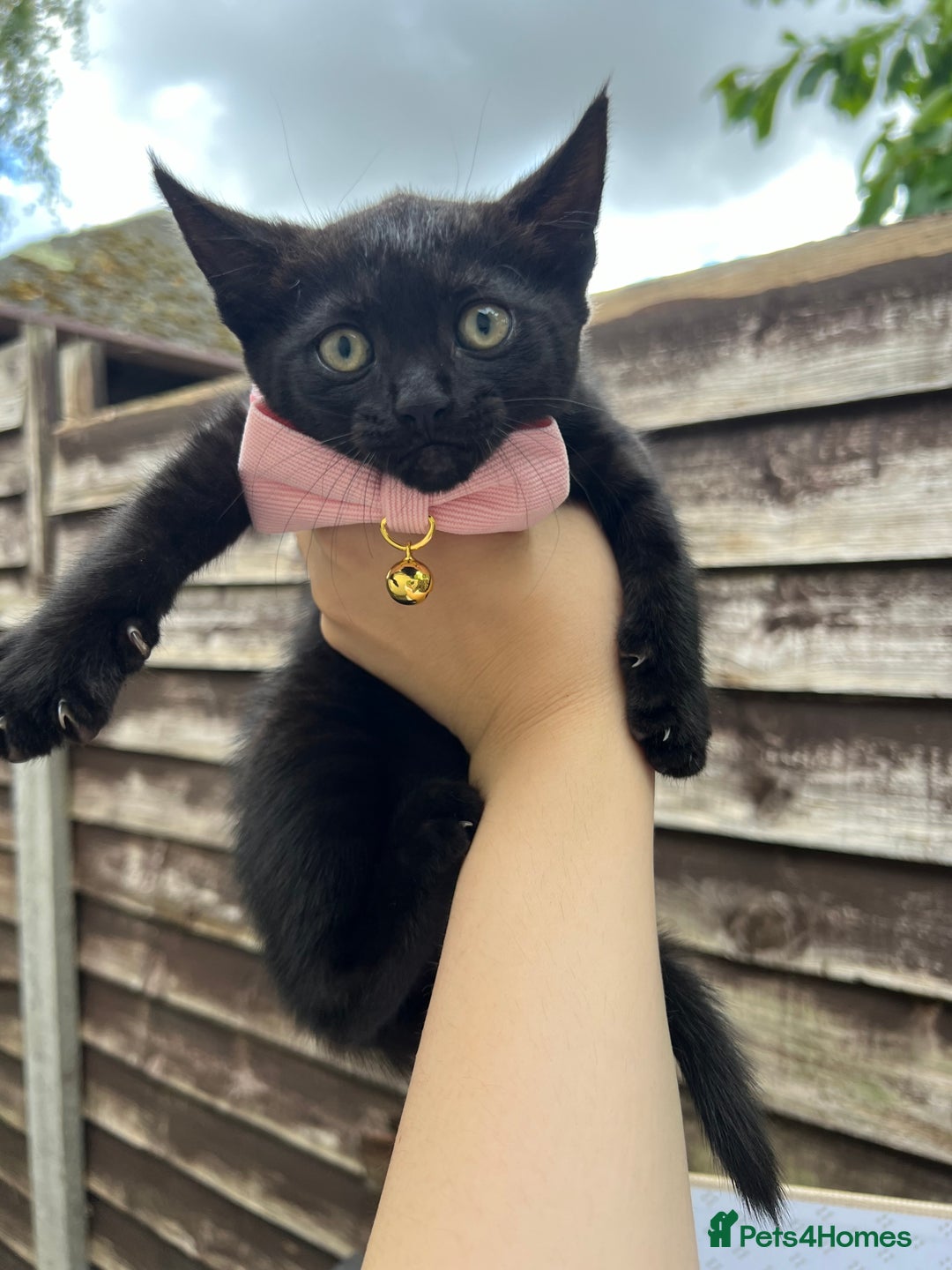 Domestic Shorthair cats for sale: Only one Girl left 🐈‍⬛😿  - Image 1
