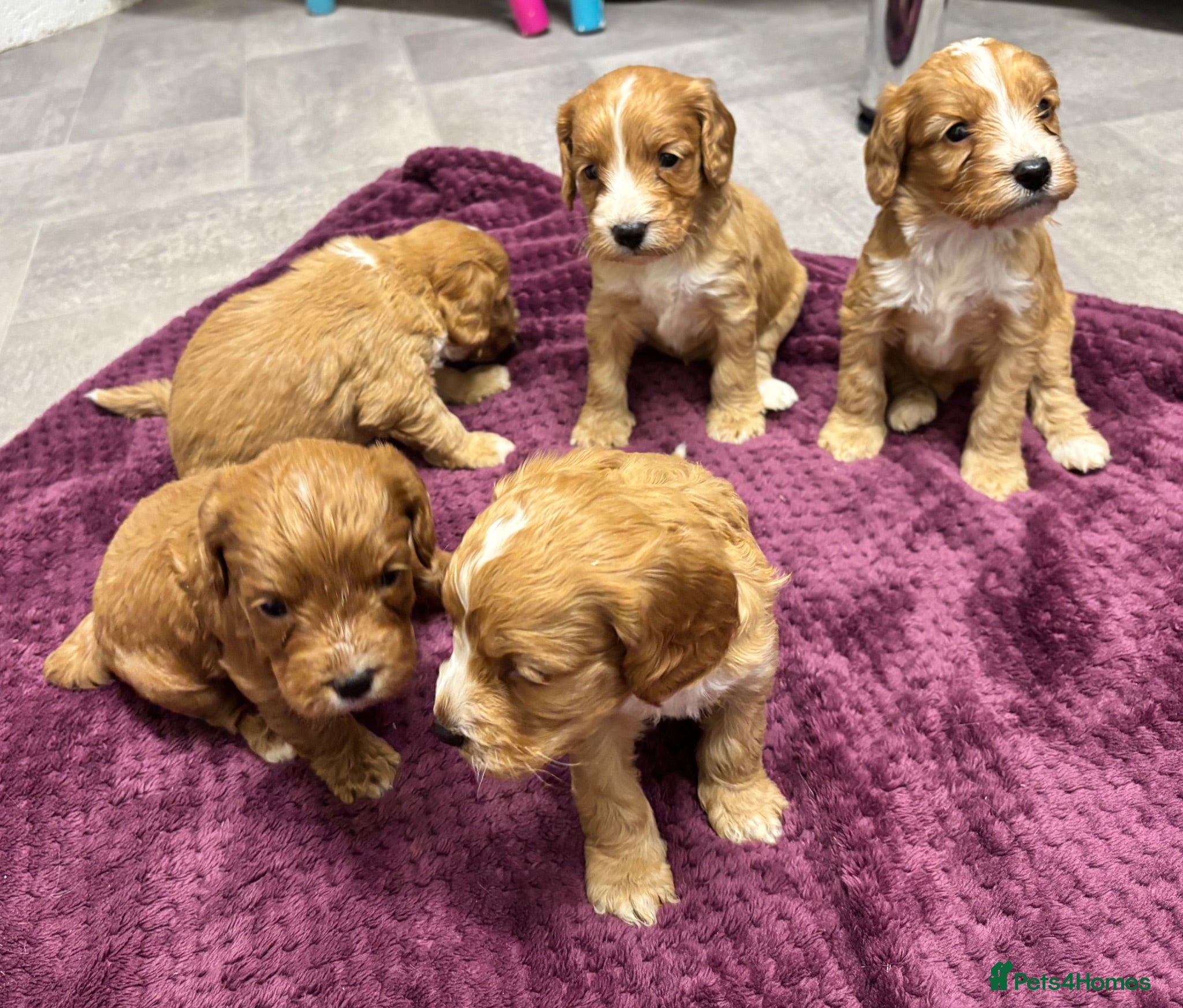 Cockapoo dogs Beautiful cockapoos - Advert 1