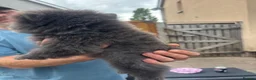 Chow Chow dogs for sale: Chow pups ready now - Advert 10