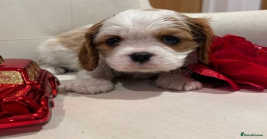 Cavalier King Charles Spaniel dogs One little  boy left  - Advert 6