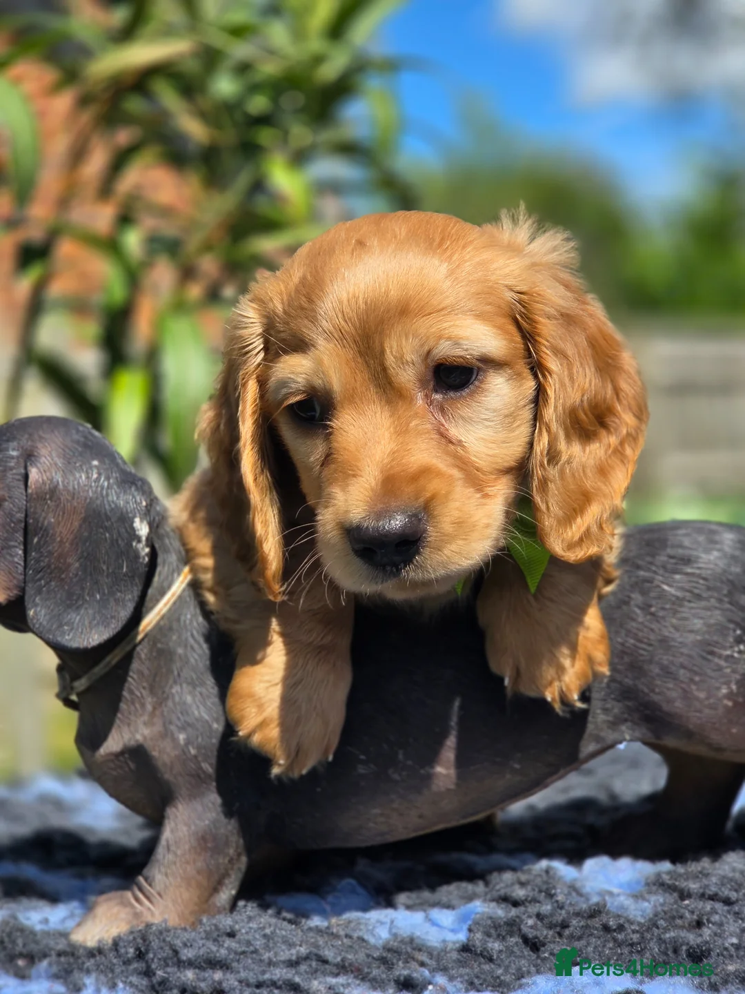 Miniature Dachshund dogs for sale: Beautiful red longhaired boy  - Advert 7