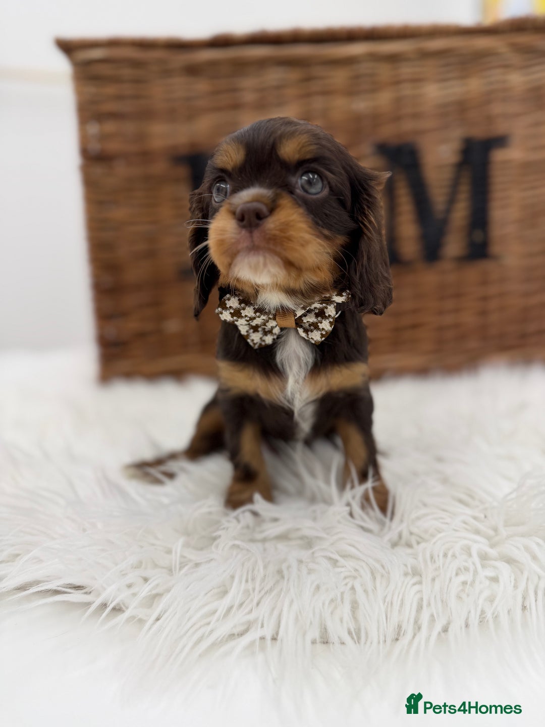 Cavalier King Charles Spaniel dogs for sale: Chocolate and tan Cavalier king charles - Advert 8