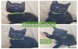 Mixed Breed cats for sale: 5 beautiful kittens for sale.Read the description. - Image 10