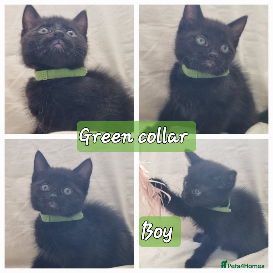 Mixed Breed cats for sale: 5 beautiful kittens for sale.Read the description. - Image 10