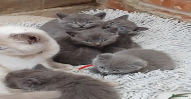 British Shorthair cats - Advert 11