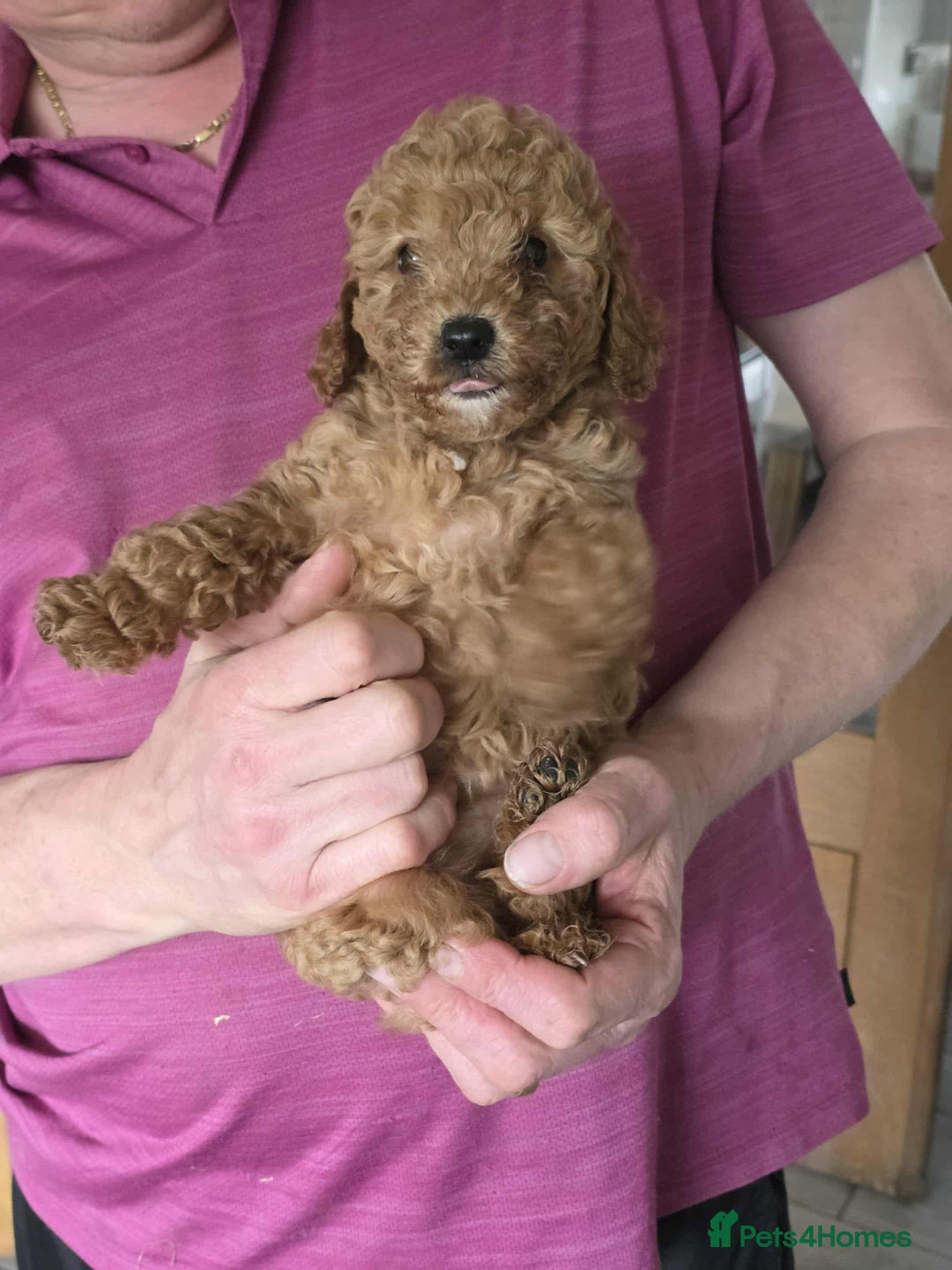 Cockapoo dogs for sale: Stunning Red & Apricot/Cream Cockapoo Puppies - Image 10